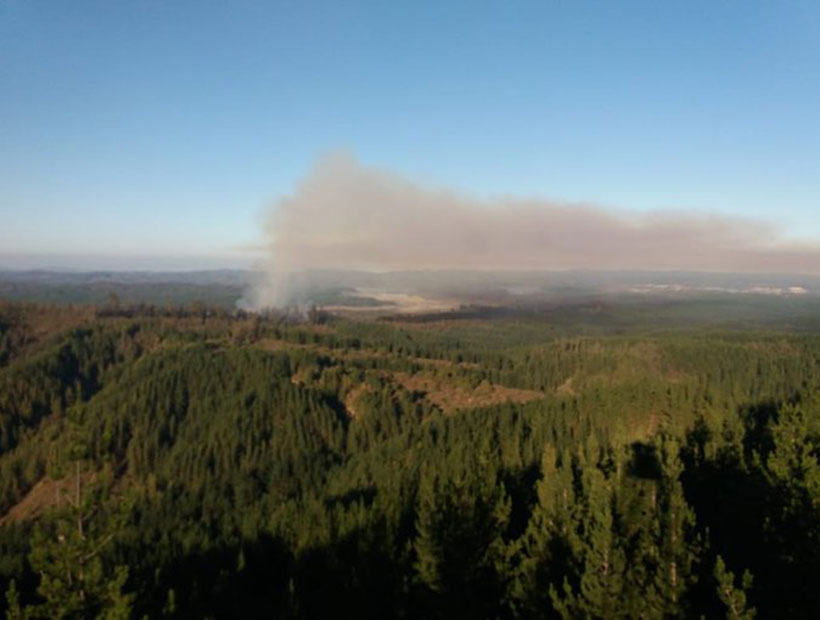 Valparaíso: Alerta Roja por incendio forestal en  Placilla