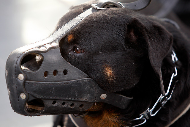 Ataque de perros rottweiler terminan con la vida de ñiño de 4 años en Casablanca