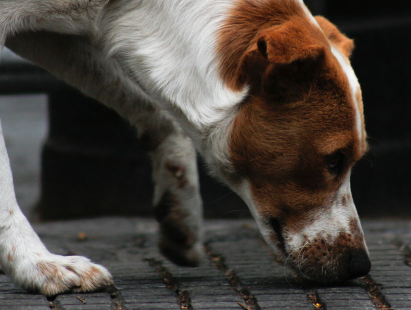 Villa Alemana: Hombre degolla a perro frente a sus vecinos