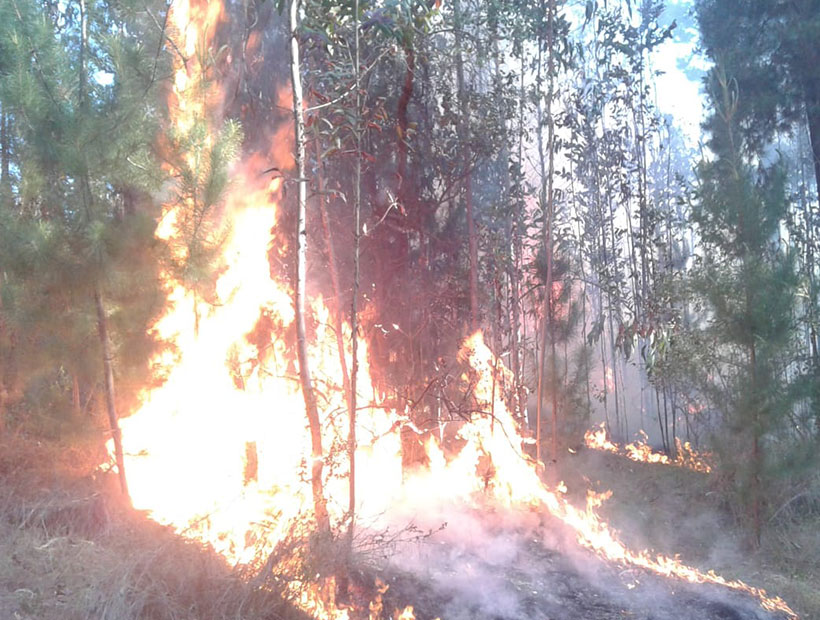 Curauma: Incendio forestal afecto al Tranque La Luz