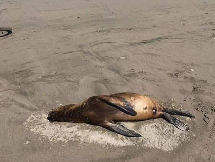 Concón: 80 animales habrían fallecido en las orillas de una playa