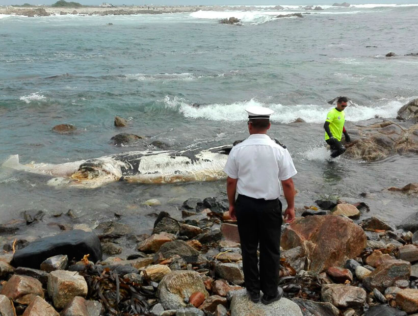Concón: Sernapesca presenta denuncia muerte masiva de animales marinos