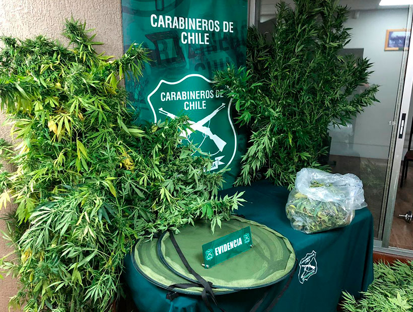 Carabineros detuvieron a una persona por cultivo ilegal de cannabis en Viña