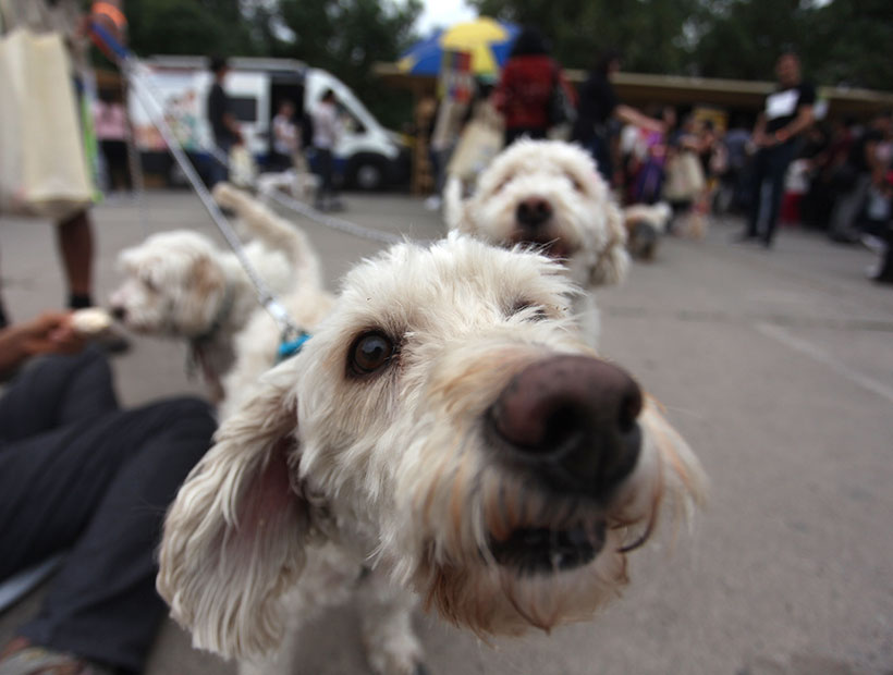 Mascotas pueden portar el coronavirus en sus patitas si pisa secreciones de un contagiado