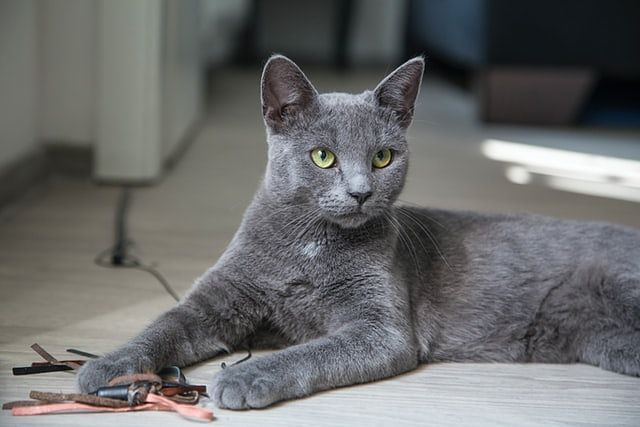 ¿Qué hacer con las mascotas en tiempos de cuarentena?