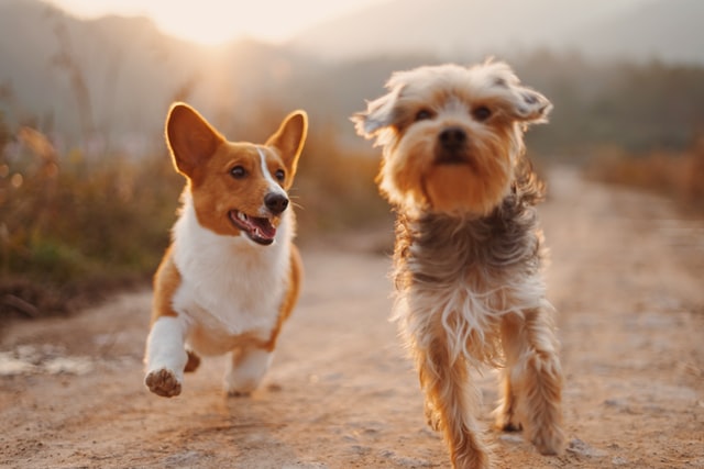 Campaña busca incluir a los animales en la Constitución