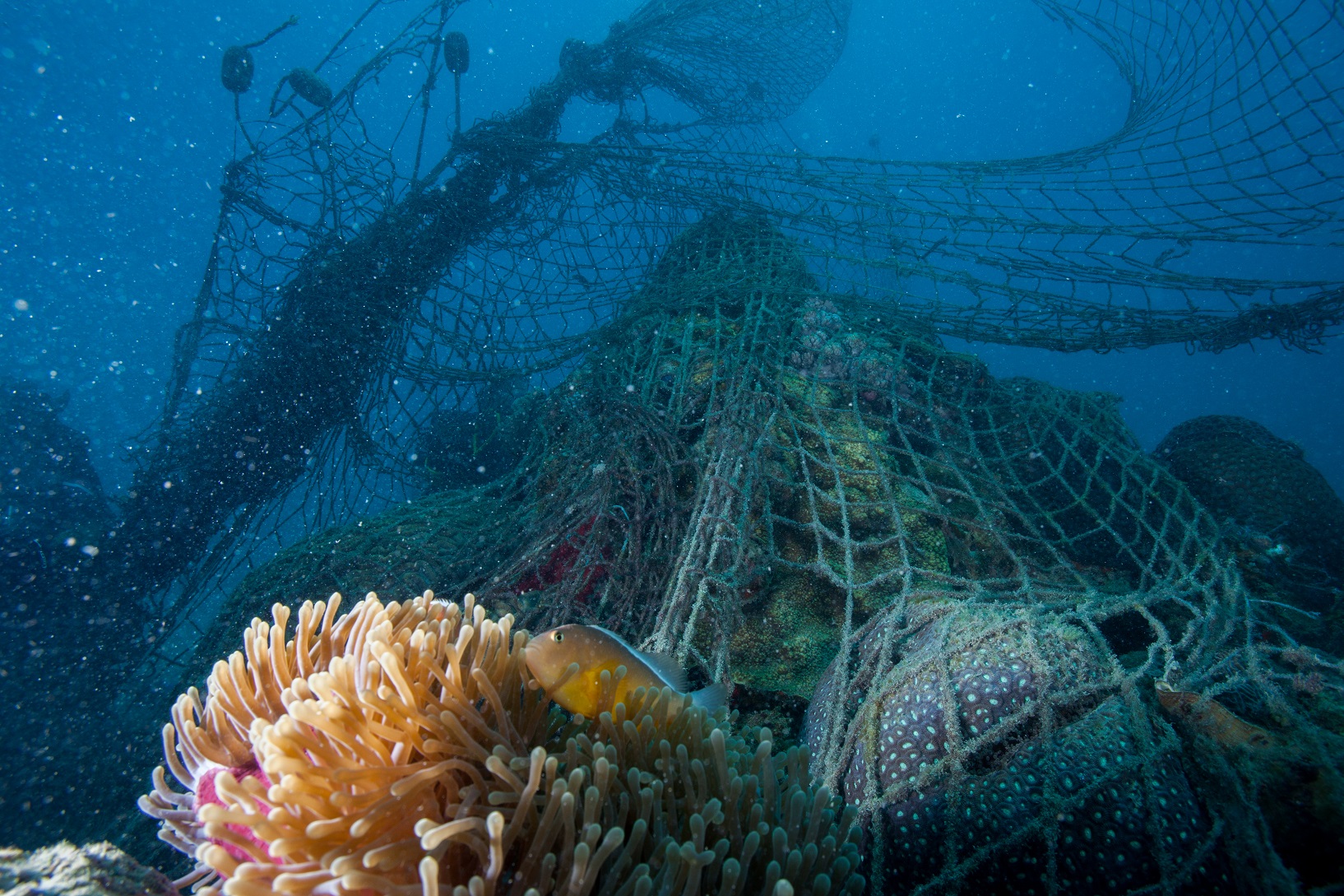 WWF lanza campaña mundial por un Nuevo Tratado para Combatir la Contaminación Marina por Plásticos y llama a frenar impacto de las “redes fantasmas”