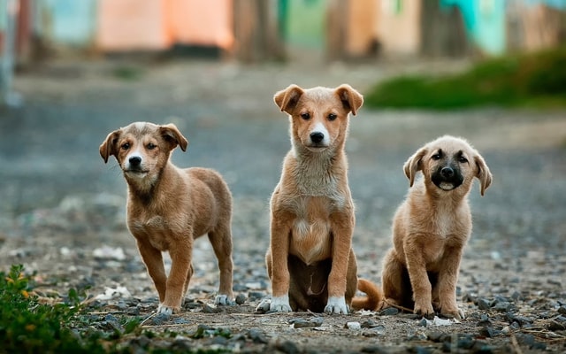 Cómo proteger del estrés de la pirotecnia a los perros en las fiestas de fin de año