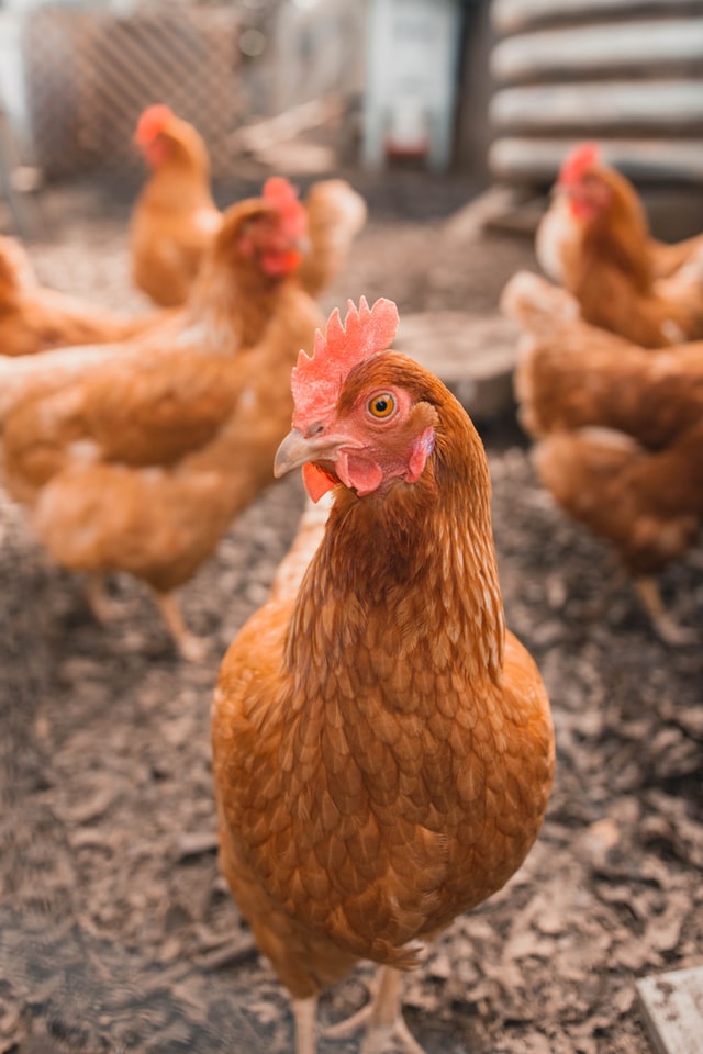 Detectan en Rusia primer caso de transmisión de cepa H5N8 de gripe aviar al ser humano
