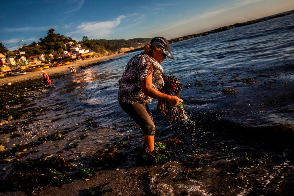 Chile: Cuota de género en la pesca artesanal ayudará a relevar el rol de las mujeres para una pesca más sustentable en el país