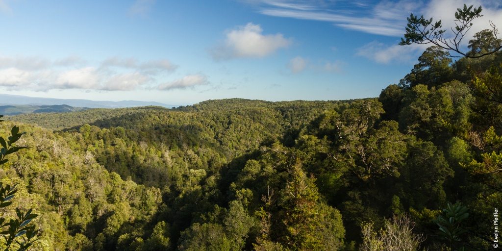 La necesidad de una naturaleza sana debe priorizarse en la nueva Constitución