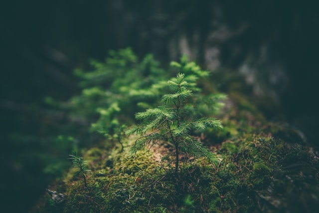 Conaf reforesta más de 200 hectáreas de plantaciones exóticas en el Lago Peñuelas