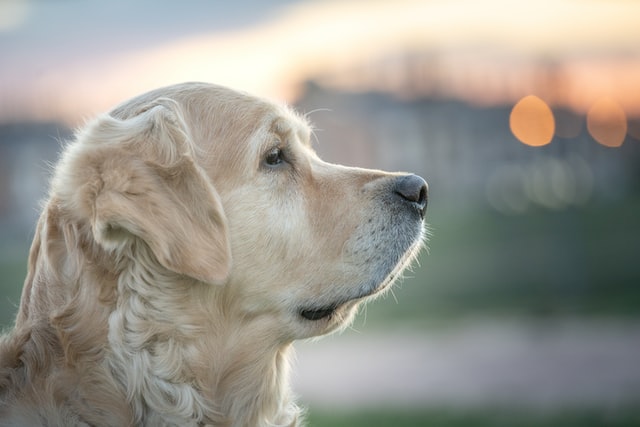 Ingresan proyecto de ley que busca crear seguro para mascotas asociado a Fonasa