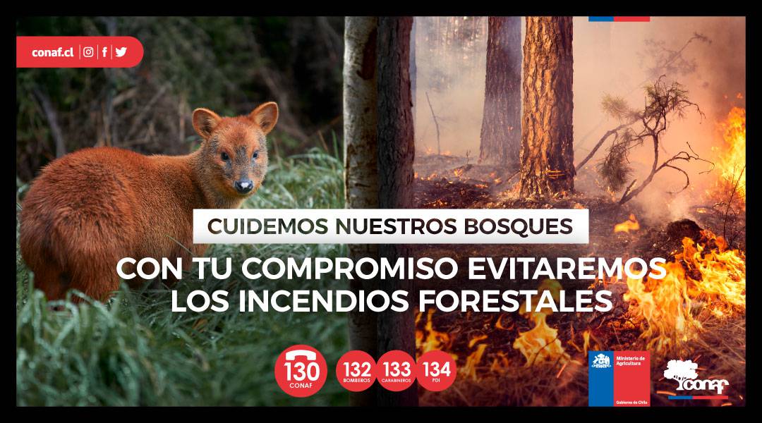 “Cuidemos nuestros bosques”: CONAF lanza campaña de prevención de incendios forestales 2021-2022