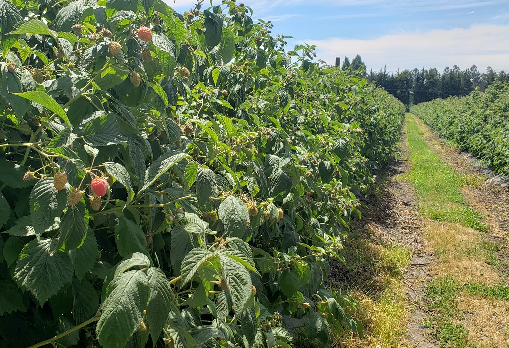 El aporte de los hongos entomopatógenos en el control de una de las principales plagas de berries del país