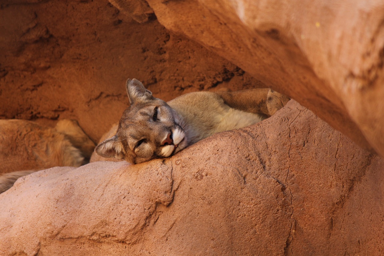 Confirman fallecimiento de puma en el Parque Zoológico de Quilpué