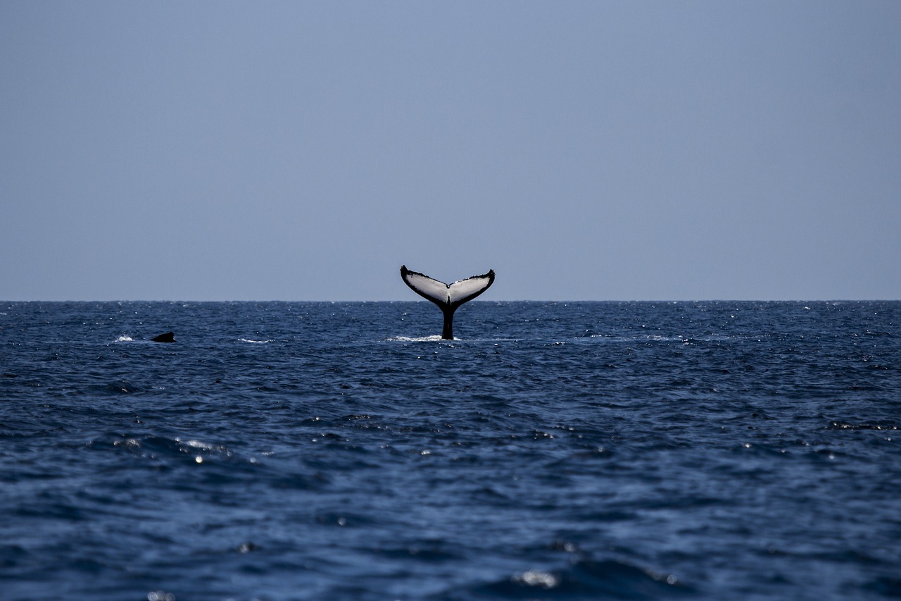 Aumentan avistamientos de ballenas francas australes en la Región de Valparaíso: llaman a respetar medidas de seguridad