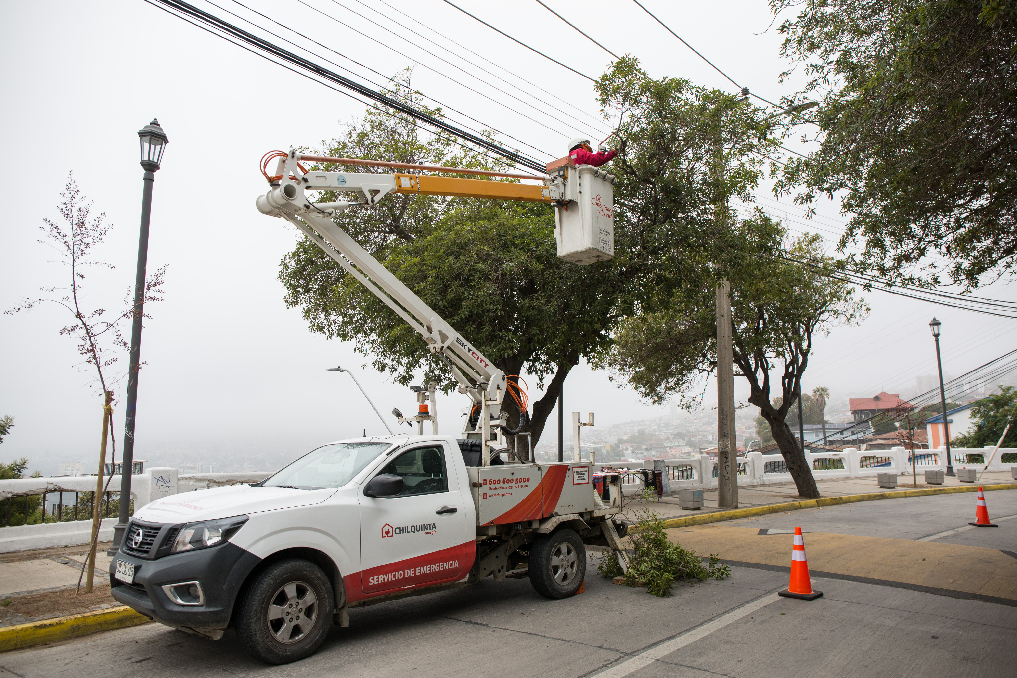 Chilquinta alerta a la comunidad sobre riesgos derivados de árboles en estado de deterioro en temporada de altas temperaturas