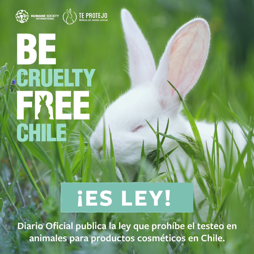 Se publica en Diario Oficial ley que prohíbe la experimentación en animales para cosmética en Chile