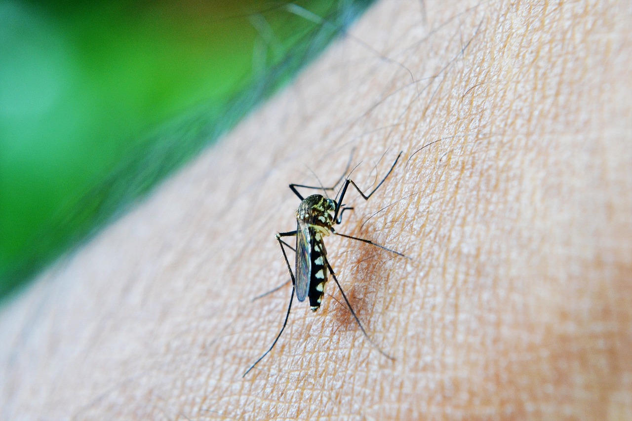 Dengue: Senapred decreta Alerta Amarilla para la provincia de Los Andes