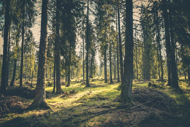 CONAF y consultores forestales refuerzan trabajo colaborativo en la Región de Valparaíso