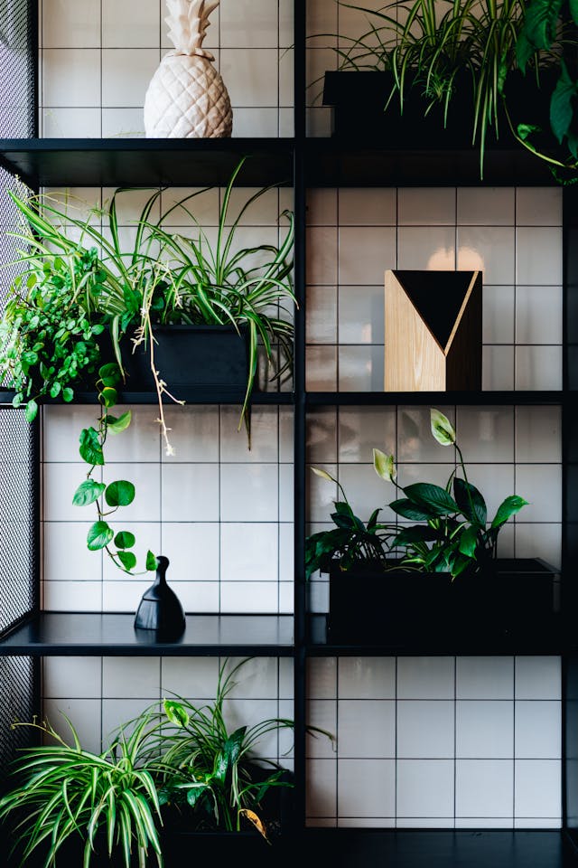 Tu casa, tu jungla: los beneficios de tener plantas