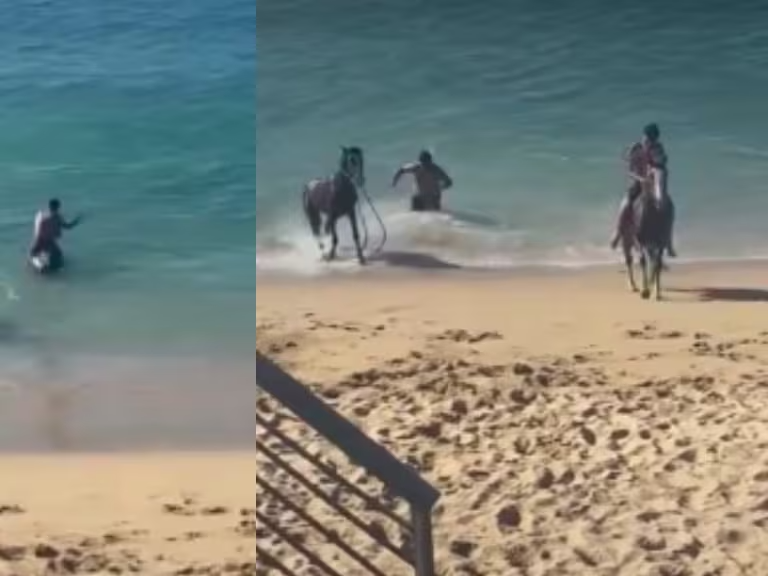 Indignación en Valparaíso: video muestra a dos hombres forzando a caballos para entrar al mar