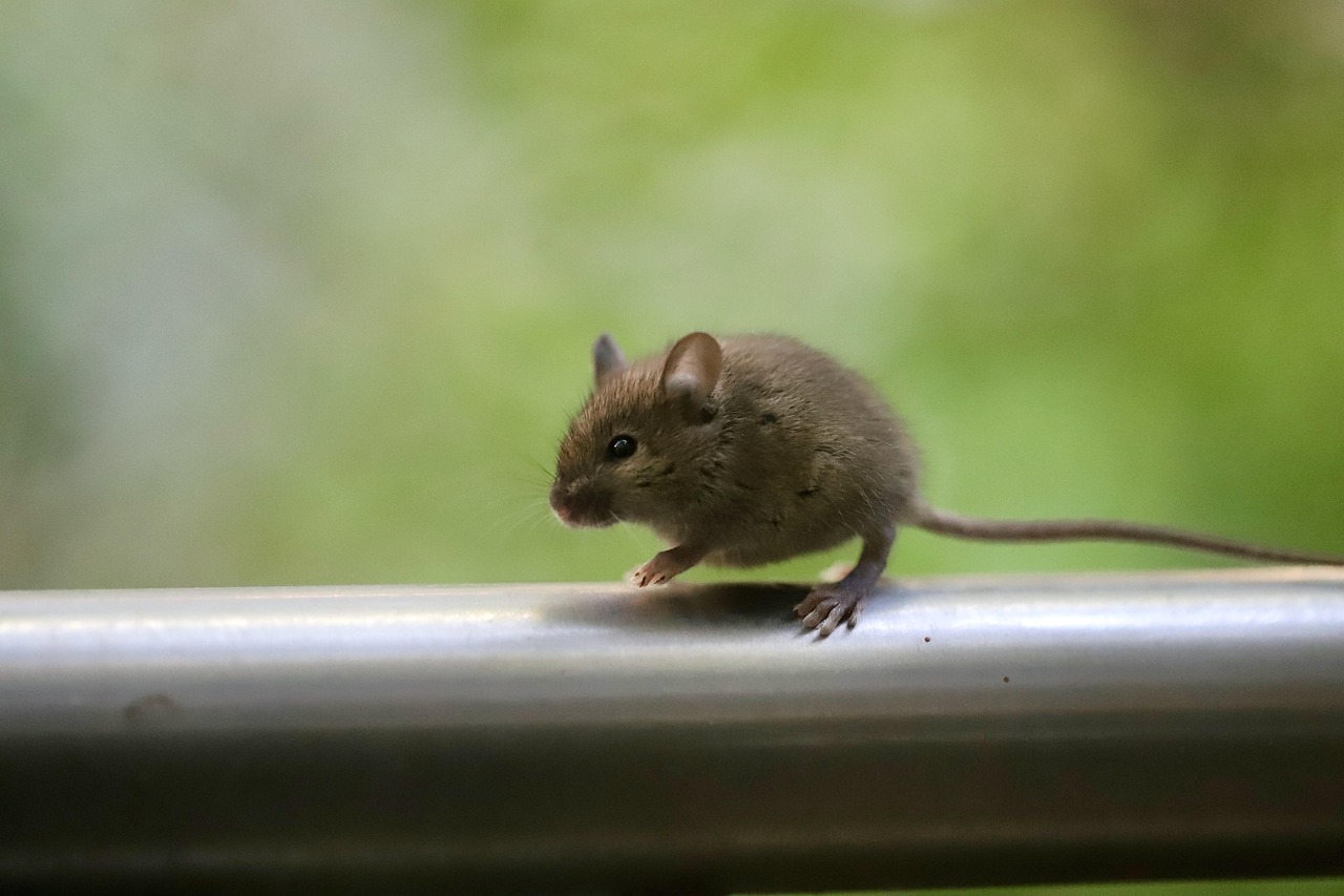 Muere una persona por virus Hanta en Valparaíso: Activan investigación y refuerzan medidas